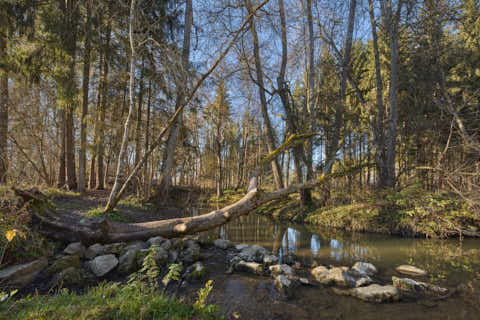 Gemeinde Eggenfelden Landkreis Rottal-Inn Gern Lichtlberger Wald (Dirschl Johann) Deutschland PAN